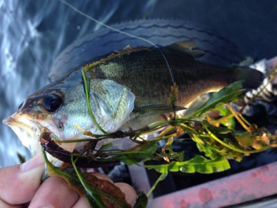 プロショップオオツカ バスフィッシング用品ネット通信販売 ブログ写真 2012/11/15