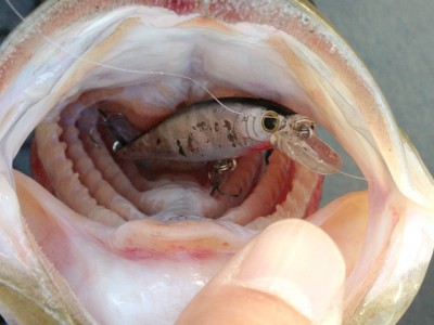 プロショップオオツカ バスフィッシング用品ネット通信販売 ブログ写真 2012/11/15