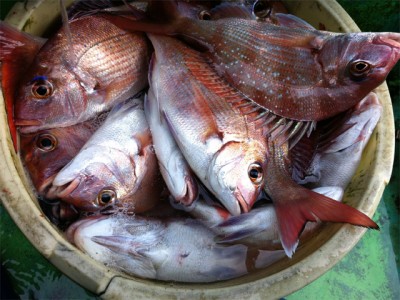 プロショップオオツカ バスフィッシング用品ネット通信販売 ブログ写真 2012/11/15