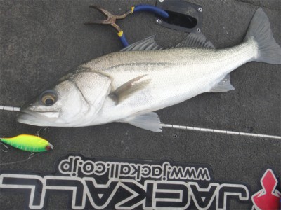 プロショップオオツカ バスフィッシング用品ネット通信販売 ブログ写真 2012/12/01