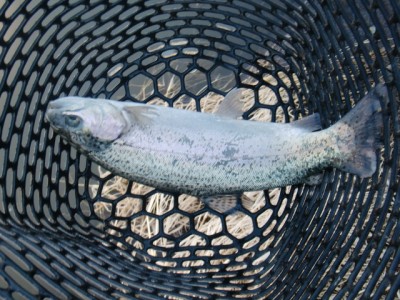 プロショップオオツカ バスフィッシング用品ネット通信販売 ブログ写真 2012/12/30