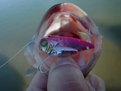 プロショップオオツカ バスフィッシング用品ネット通信販売 ブログ写真 2012/12/30