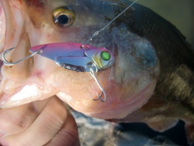 プロショップオオツカ バスフィッシング用品ネット通信販売 ブログ写真 2012/12/30