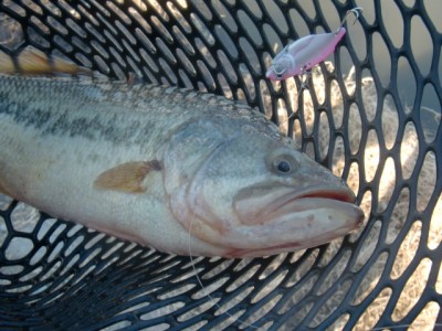 プロショップオオツカ バスフィッシング用品ネット通信販売 ブログ写真 2012/12/30