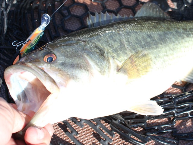 プロショップオオツカ バスフィッシング用品ネット通信販売 ブログ写真 2013/03/25