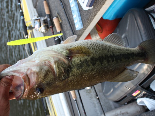 プロショップオオツカ バスフィッシング用品ネット通信販売 ブログ写真 2013/03/25