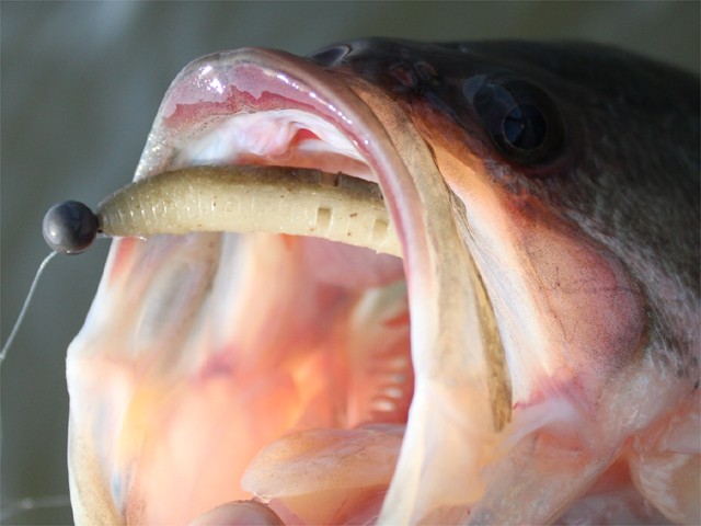 プロショップオオツカ バスフィッシング用品ネット通信販売 ブログ写真 2013/03/25