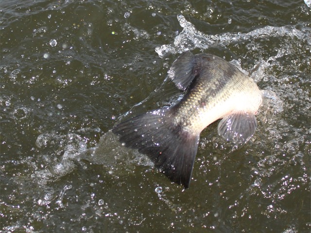 プロショップオオツカ バスフィッシング用品ネット通信販売 ブログ写真 2013/03/25