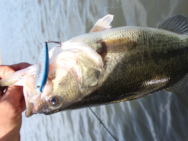 プロショップオオツカ バスフィッシング用品ネット通信販売 ブログ写真 2013/03/25