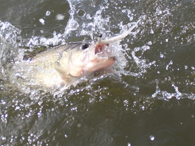 プロショップオオツカ バスフィッシング用品ネット通信販売 ブログ写真 2013/03/25