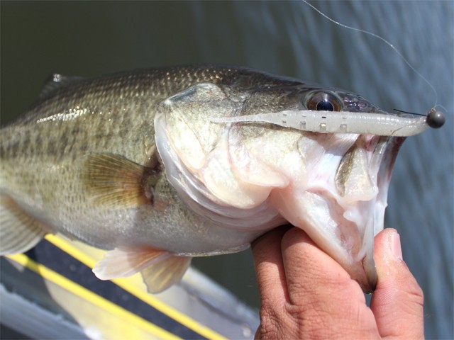 プロショップオオツカ バスフィッシング用品ネット通信販売 ブログ写真 2013/03/25