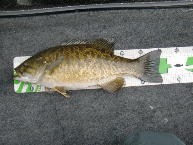 プロショップオオツカ バスフィッシング用品ネット通信販売 ブログ写真 2013/05/02