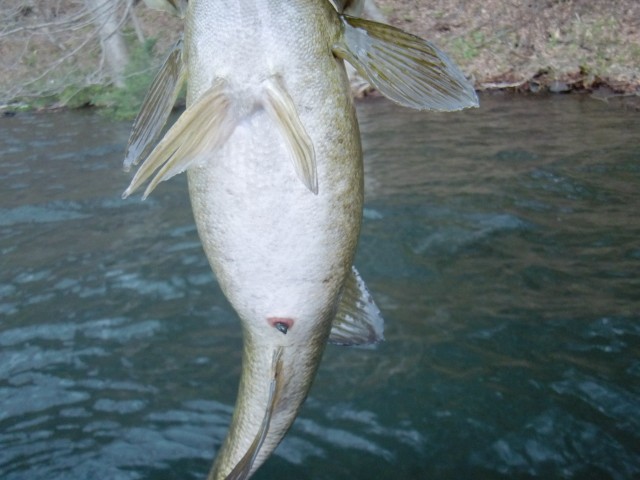 プロショップオオツカ バスフィッシング用品ネット通信販売 ブログ写真 2013/05/02