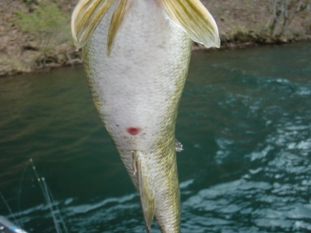 プロショップオオツカ バスフィッシング用品ネット通信販売 ブログ写真 2013/05/02