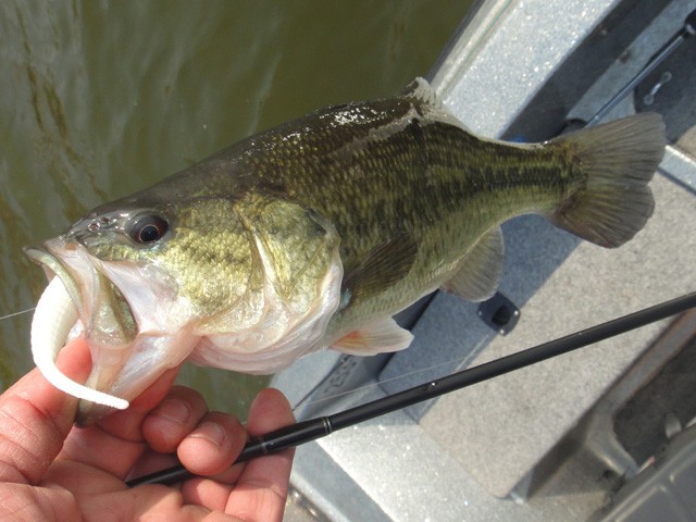 プロショップオオツカ バスフィッシング用品ネット通信販売 ブログ写真 2013/05/20