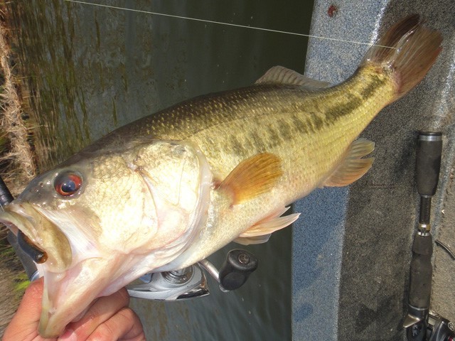 プロショップオオツカ バスフィッシング用品ネット通信販売 ブログ写真 2013/05/20