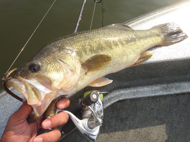 プロショップオオツカ バスフィッシング用品ネット通信販売 ブログ写真 2013/05/20