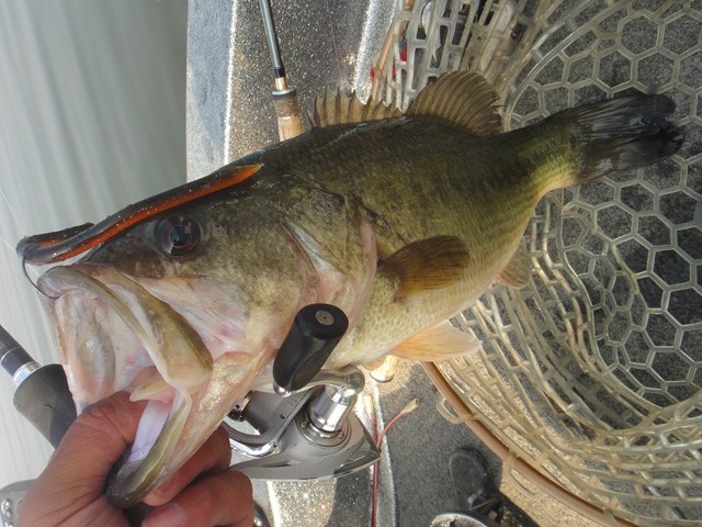 プロショップオオツカ バスフィッシング用品ネット通信販売 ブログ写真 2013/05/20