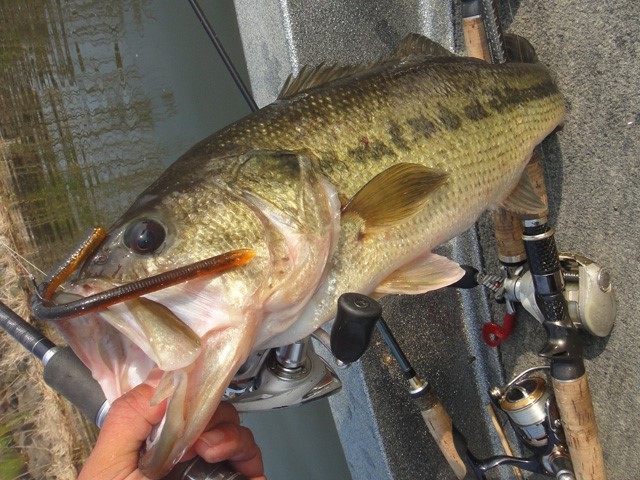 プロショップオオツカ バスフィッシング用品ネット通信販売 ブログ写真 2013/05/20