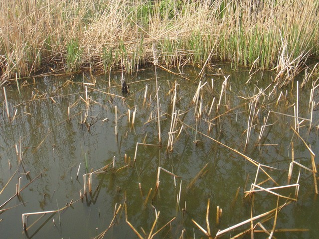 プロショップオオツカ バスフィッシング用品ネット通信販売 ブログ写真 2013/05/20