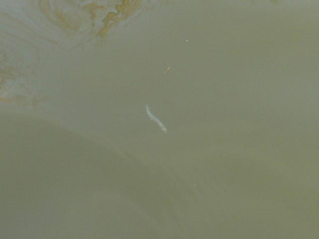 プロショップオオツカ バスフィッシング用品ネット通信販売 ブログ写真 2013/05/20