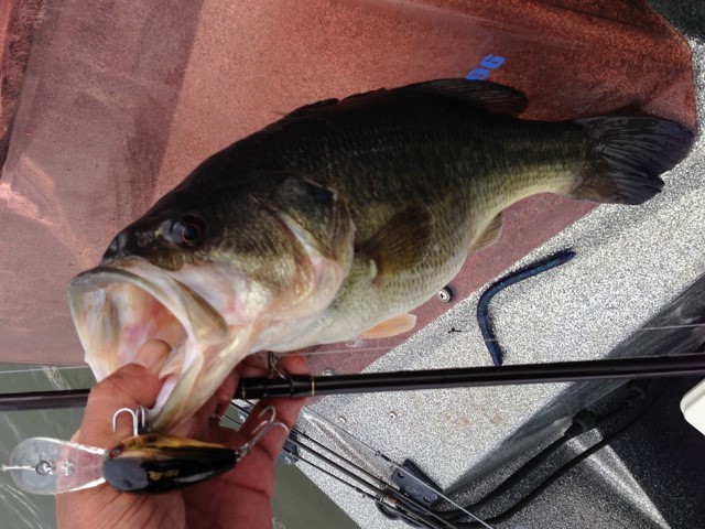 プロショップオオツカ バスフィッシング用品ネット通信販売 ブログ写真 2013/05/20