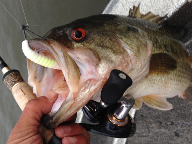 プロショップオオツカ バスフィッシング用品ネット通信販売 ブログ写真 2013/05/20