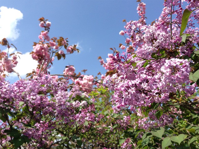 プロショップオオツカ バスフィッシング用品ネット通信販売 ブログ写真 2013/05/22