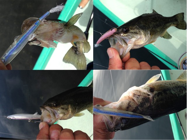 プロショップオオツカ バスフィッシング用品ネット通信販売 ブログ写真 2013/05/22