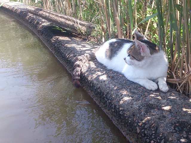 プロショップオオツカ バスフィッシング用品ネット通信販売 ブログ写真 2013/05/23