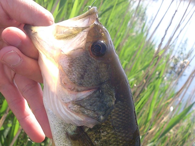 プロショップオオツカ バスフィッシング用品ネット通信販売 ブログ写真 2013/05/23