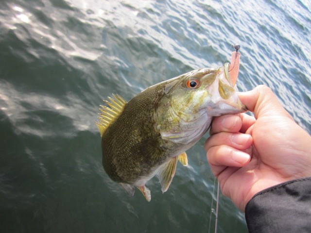 プロショップオオツカ バスフィッシング用品ネット通信販売 ブログ写真 2013/05/24