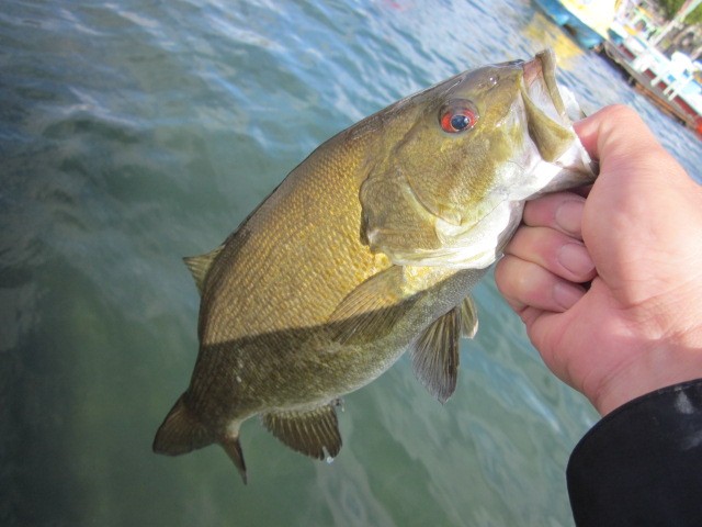 プロショップオオツカ バスフィッシング用品ネット通信販売 ブログ写真 2013/05/24