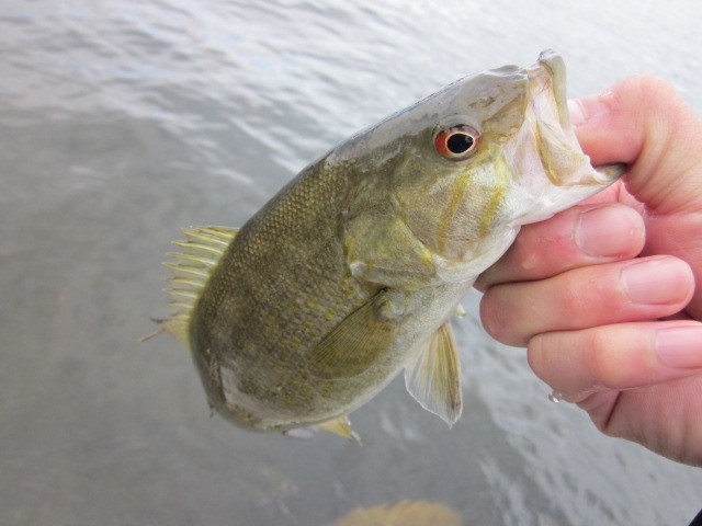 プロショップオオツカ バスフィッシング用品ネット通信販売 ブログ写真 2013/05/24