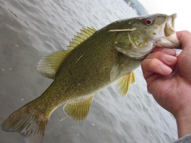 プロショップオオツカ バスフィッシング用品ネット通信販売 ブログ写真 2013/05/24