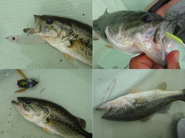 プロショップオオツカ バスフィッシング用品ネット通信販売 ブログ写真 2013/06/15