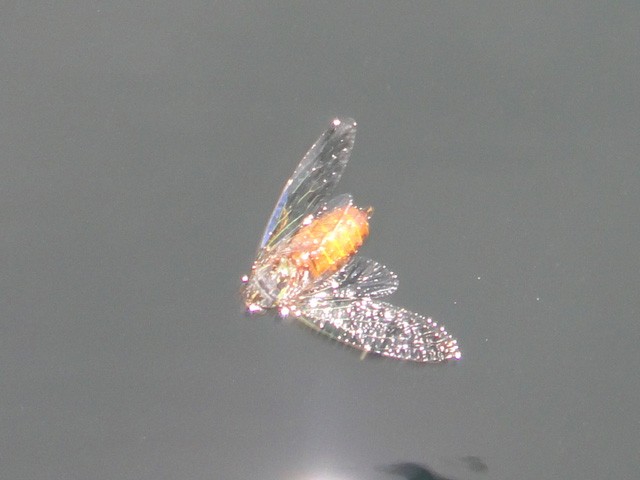 プロショップオオツカ バスフィッシング用品ネット通信販売 ブログ写真 2013/06/15