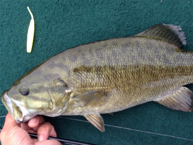 プロショップオオツカ バスフィッシング用品ネット通信販売 ブログ写真 2013/06/19