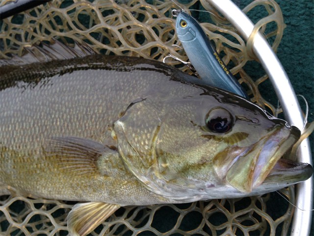 プロショップオオツカ バスフィッシング用品ネット通信販売 ブログ写真 2013/06/19