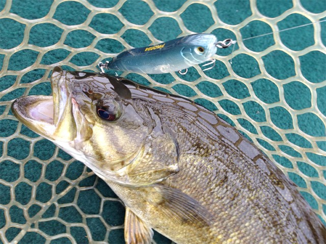 プロショップオオツカ バスフィッシング用品ネット通信販売 ブログ写真 2013/06/19