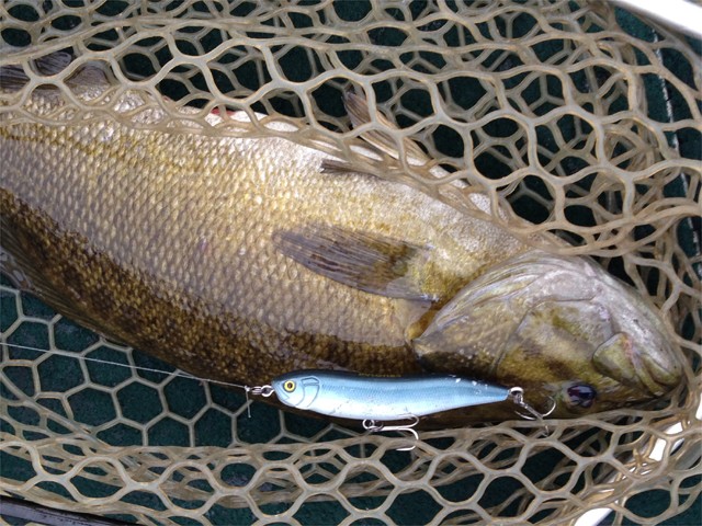 プロショップオオツカ バスフィッシング用品ネット通信販売 ブログ写真 2013/06/19