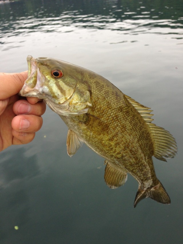 プロショップオオツカ バスフィッシング用品ネット通信販売 ブログ写真 2013/06/20