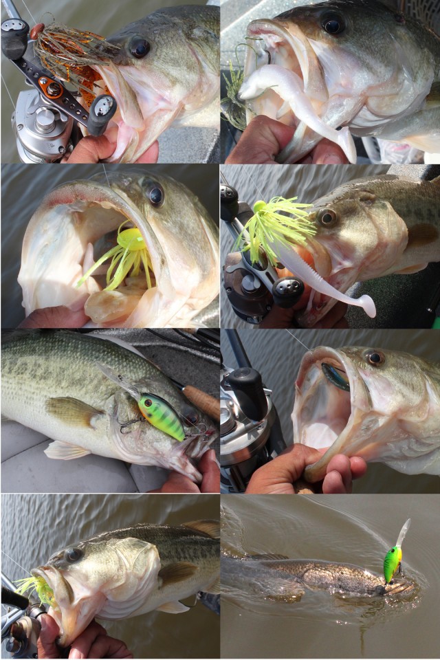 プロショップオオツカ バスフィッシング用品ネット通信販売 ブログ写真 2013/06/28