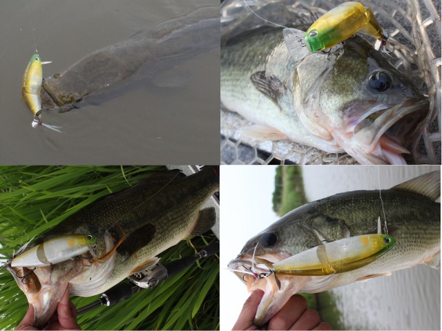 プロショップオオツカ バスフィッシング用品ネット通信販売 ブログ写真 2013/06/28