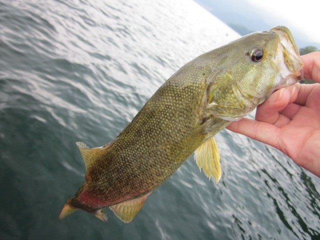 プロショップオオツカ バスフィッシング用品ネット通信販売 ブログ写真 2013/07/26