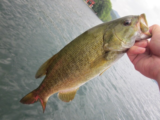 プロショップオオツカ バスフィッシング用品ネット通信販売 ブログ写真 2013/07/26