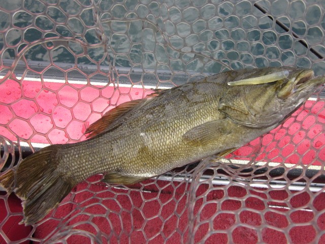 プロショップオオツカ バスフィッシング用品ネット通信販売 ブログ写真 2013/07/26