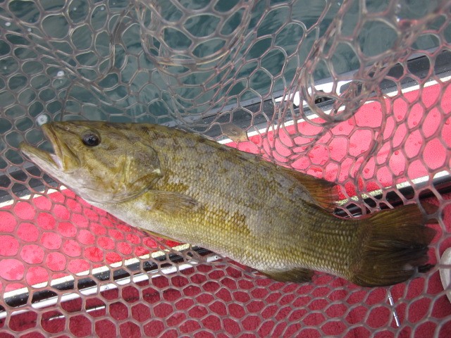 プロショップオオツカ バスフィッシング用品ネット通信販売 ブログ写真 2013/07/26