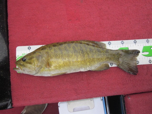 プロショップオオツカ バスフィッシング用品ネット通信販売 ブログ写真 2013/07/26