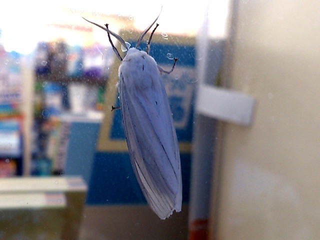 プロショップオオツカ バスフィッシング用品ネット通信販売 ブログ写真 2013/08/10